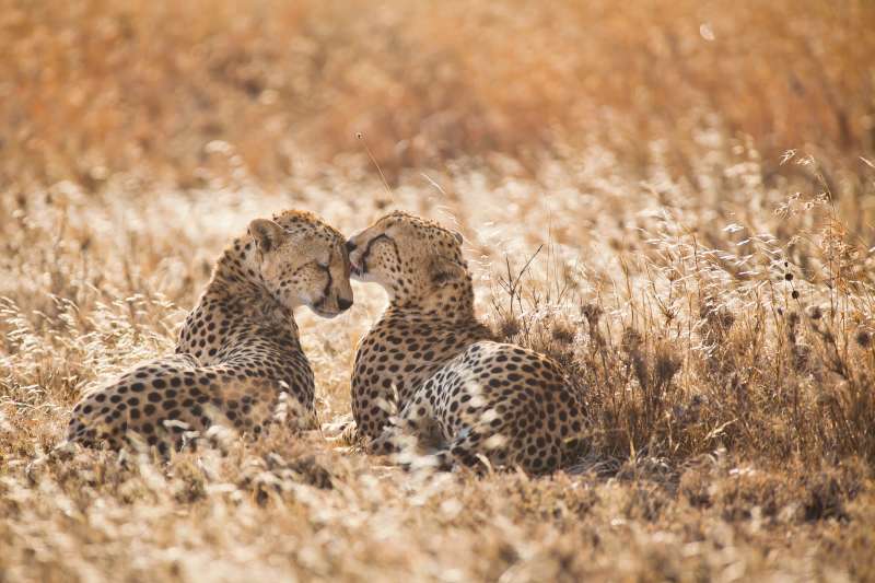 Cheetahs on a safari in Tanzania 