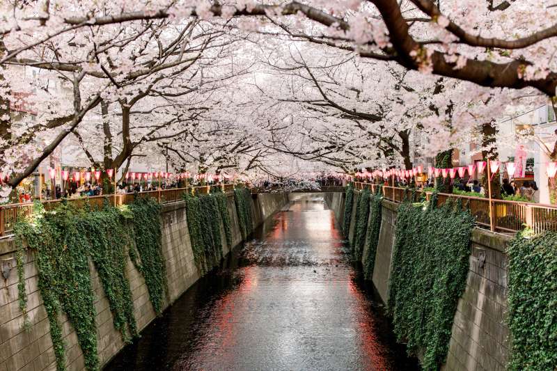 Cherry Blossoms in Spring