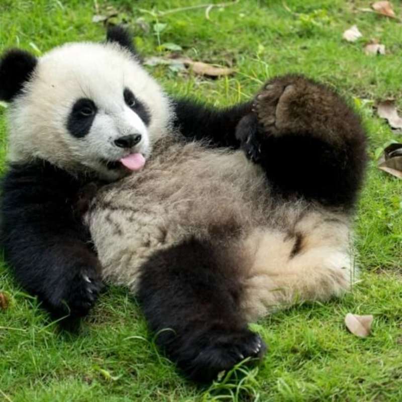 GoEco China - Giant Panda Center
