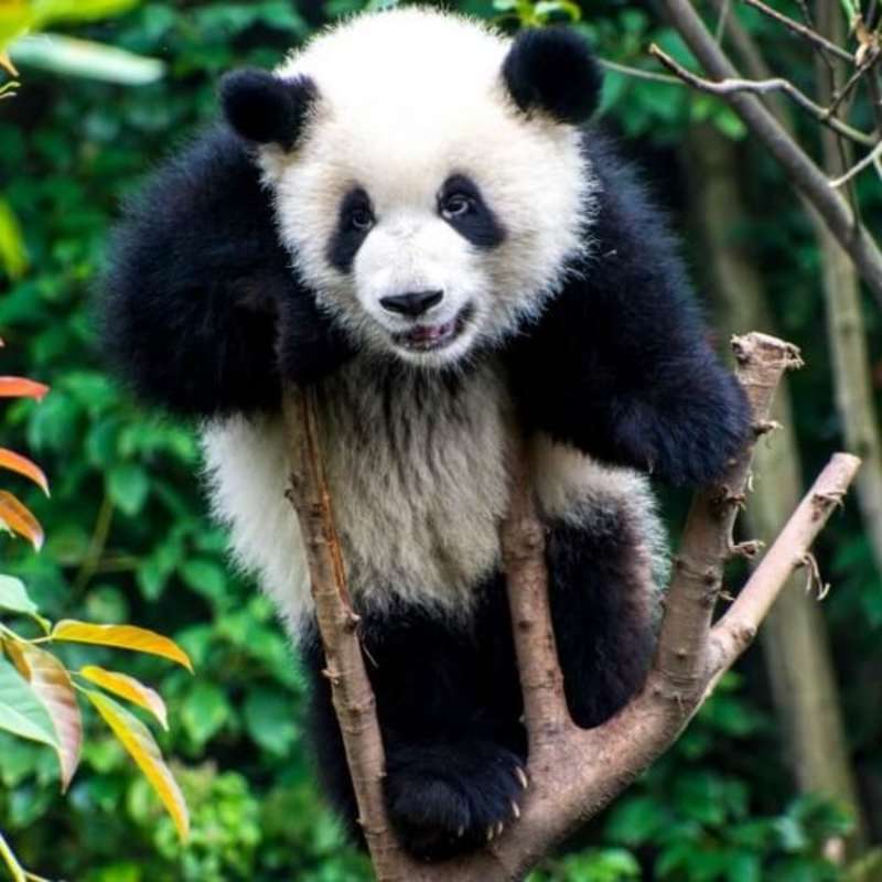 GoEco China - Giant Panda Center