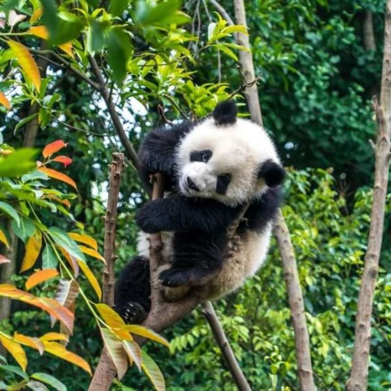 GoEco China - Giant Panda Center