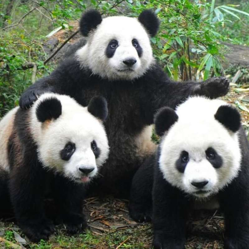 GoEco China - Giant Panda Center