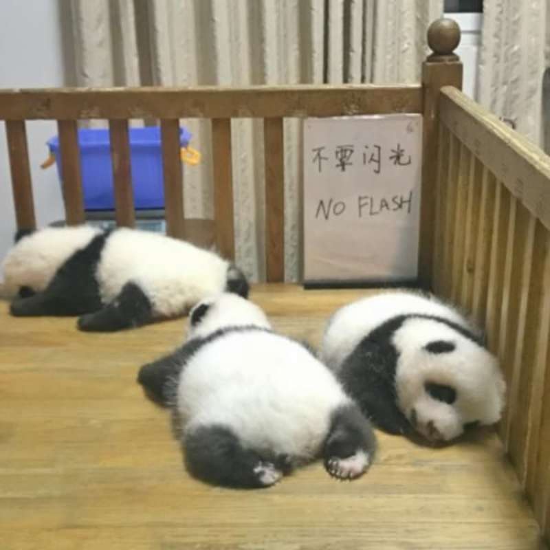 GoEco China - Giant Panda Center