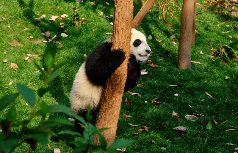 China – Giant Panda Volunteer & Cultural Tour