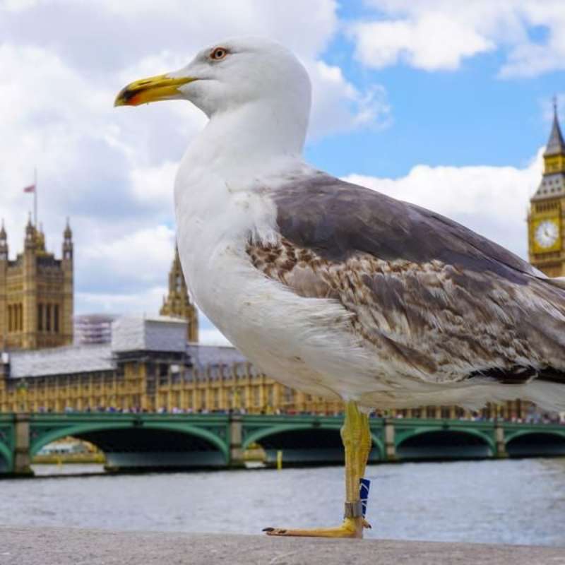 WE Intern Cliff's seagull photo