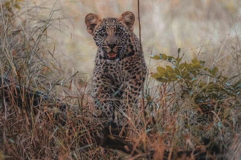 Close-up of a baby leopard, looking into the camera
