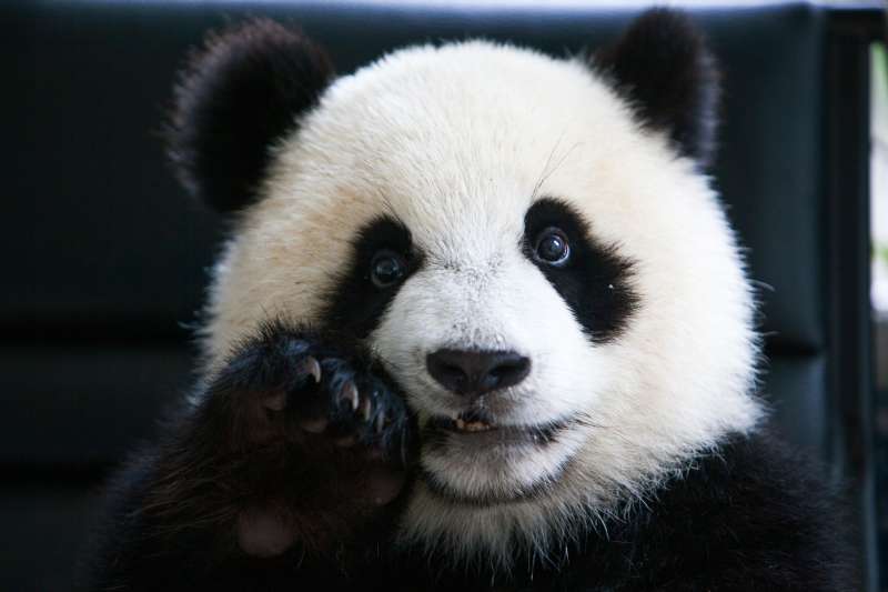 Close up of a cute panda's face