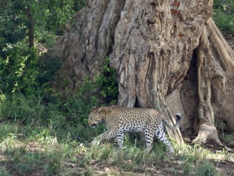 Close-up of a leopard walking in front of a huge tree