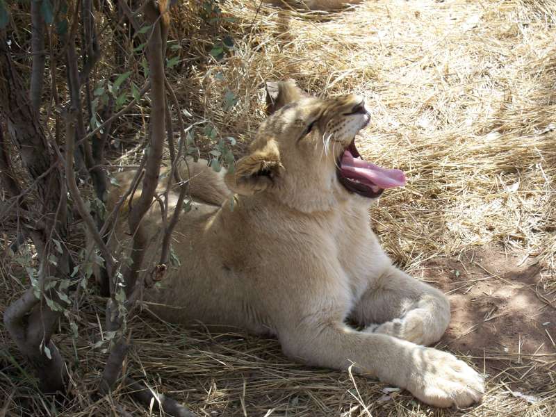 Close-up of a lion cub yawning
