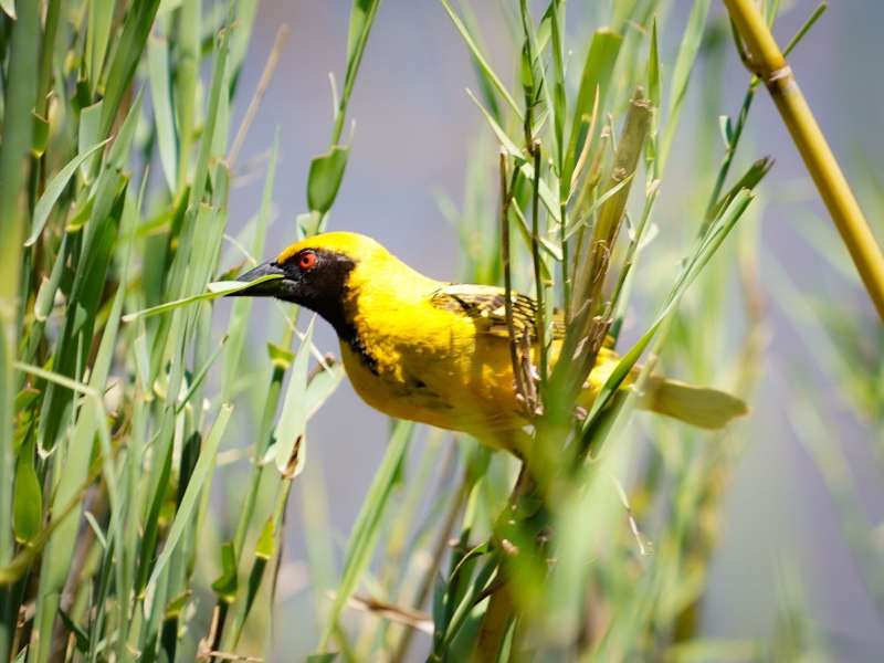 Close-up of a weaver bird