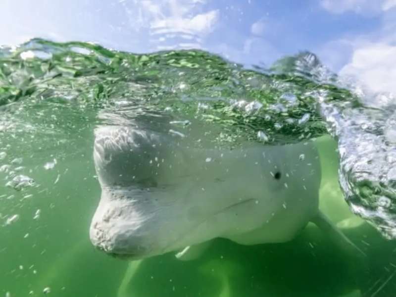 Close-up of Beluga underwater in Canada