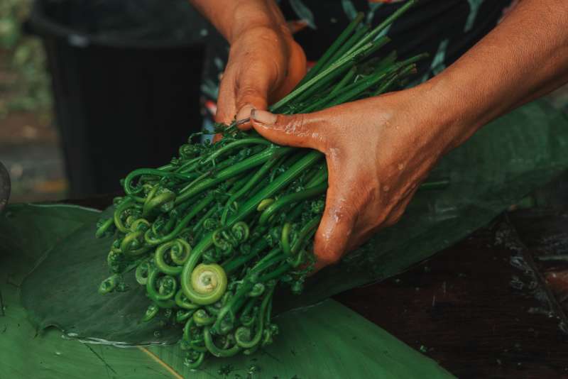 Close up of hands holding harvested fiddlehead ferns.