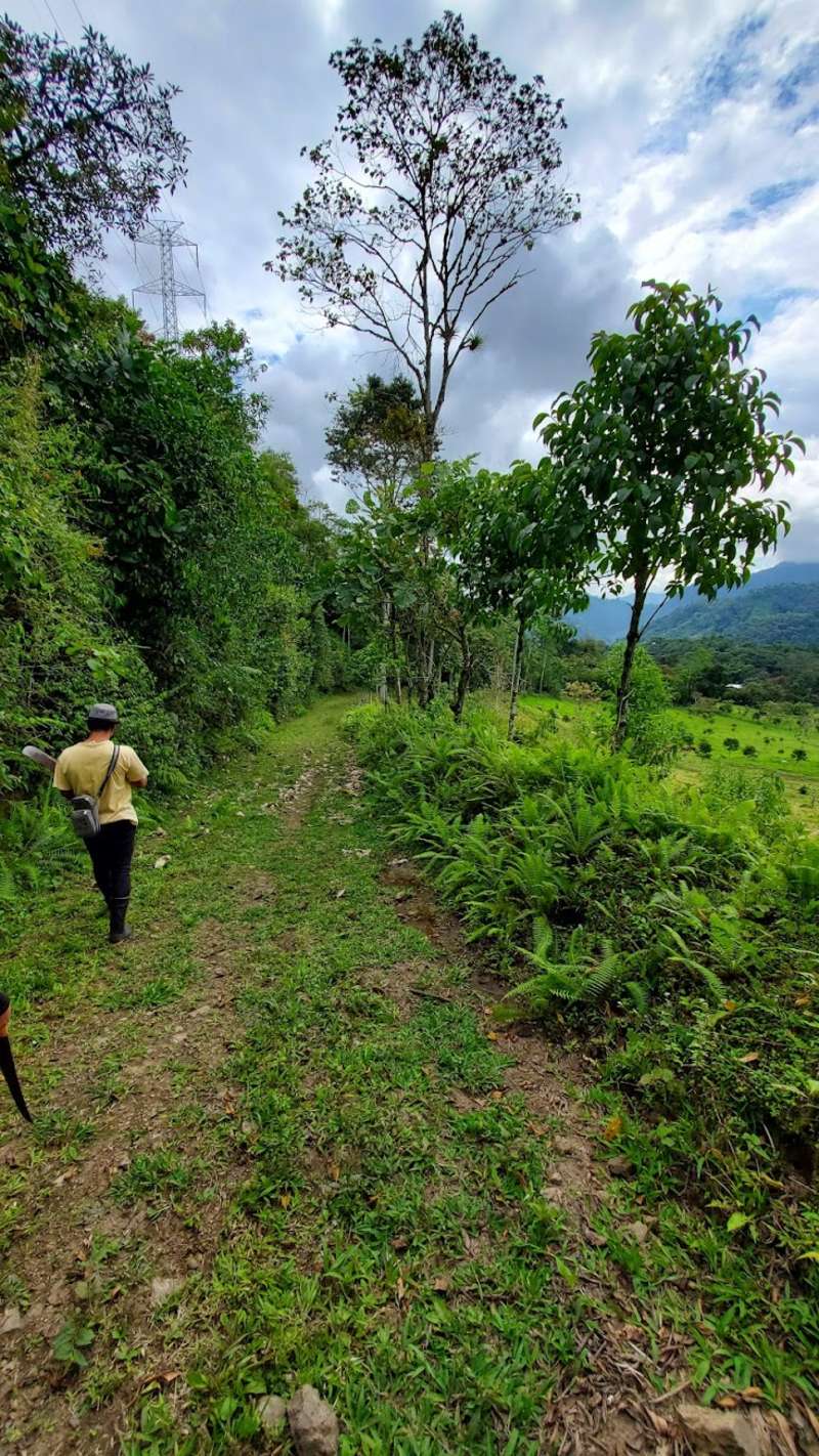 Cloud Forest Conservation Volunteering