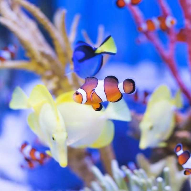Reef Protection Internship