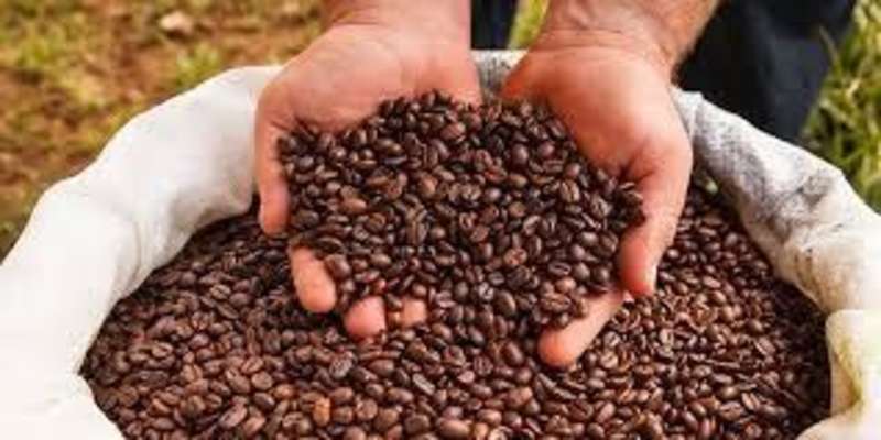 Volunteer in Costa Rica with IVHQ