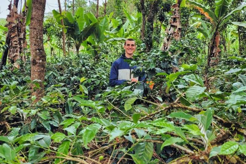 coffee plantation at Kilimanjaro