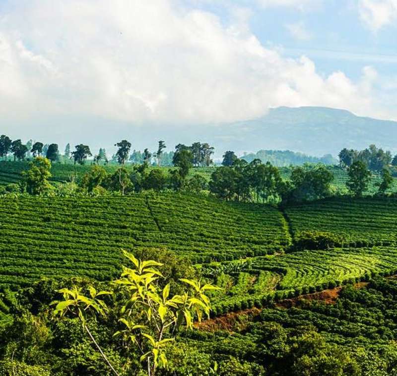 Volunteer in Costa Rica with IVHQ