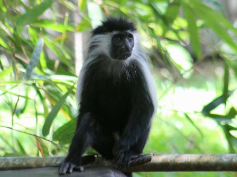 colobus Monkey