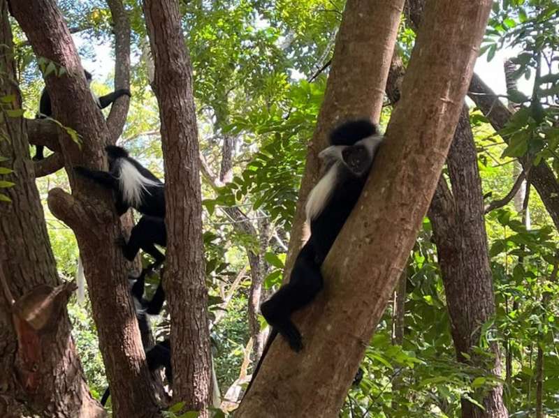 colobus monkey