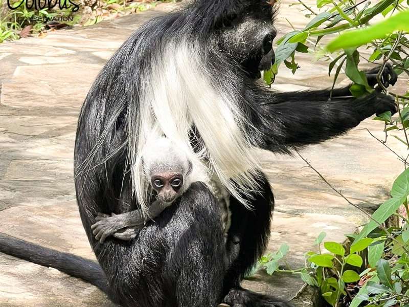 Colobus Monkey