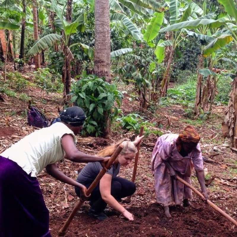 Creating a nursery bed for lettuce on an organic farm in Africa