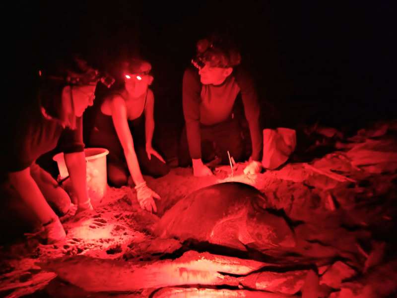 Conservation Marketing & Fundraising Internship in Costa Rica