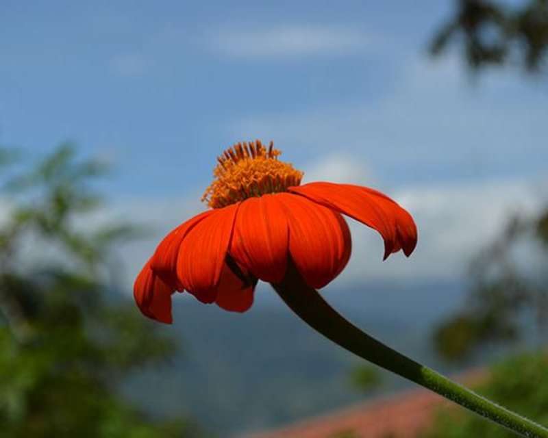 Flower in Costa Rica
