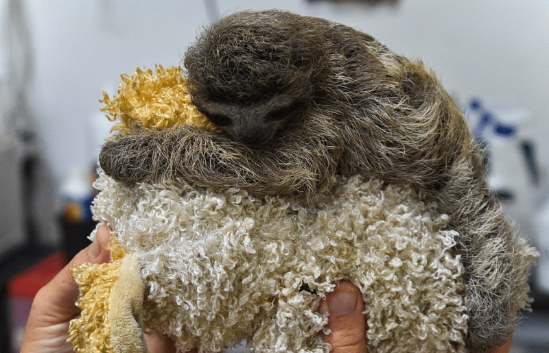 Costa Rica – Pre-Vet Sloth and Wildlife Rescue Center