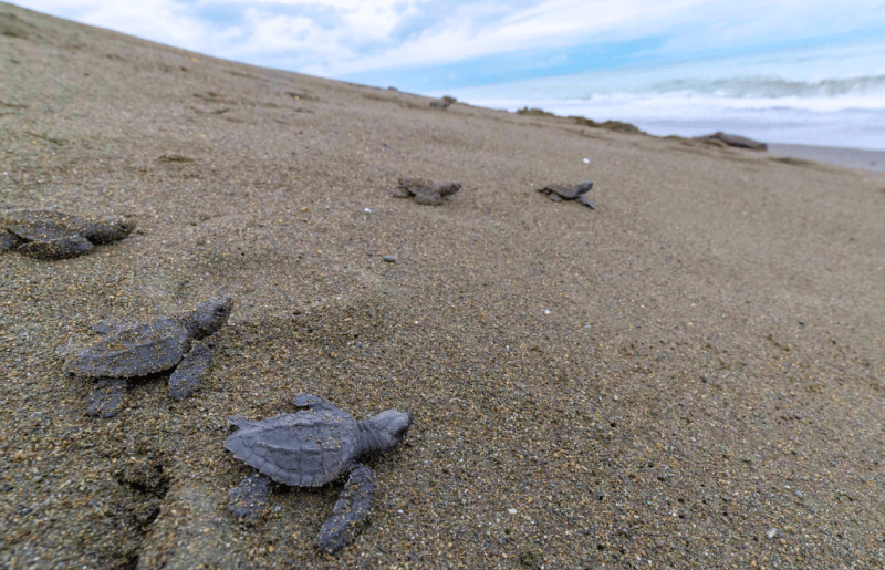 Costa Rica – Sea Turtle Volunteering & Adventure Tour for Teenagers