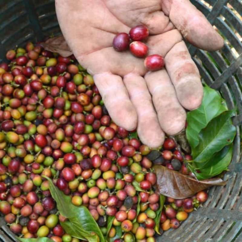 GoEco Costa Rica - Sustainable Organic Coffee Farming