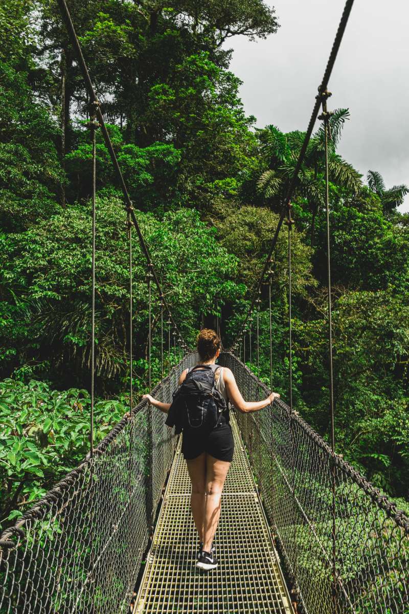 Hanging Bridge in a forest