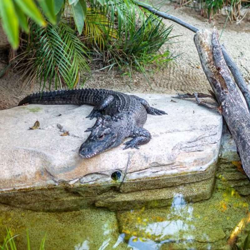 Crocodile Park Internship