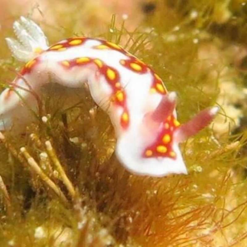 GoEco - Coral Conservation in Cuba