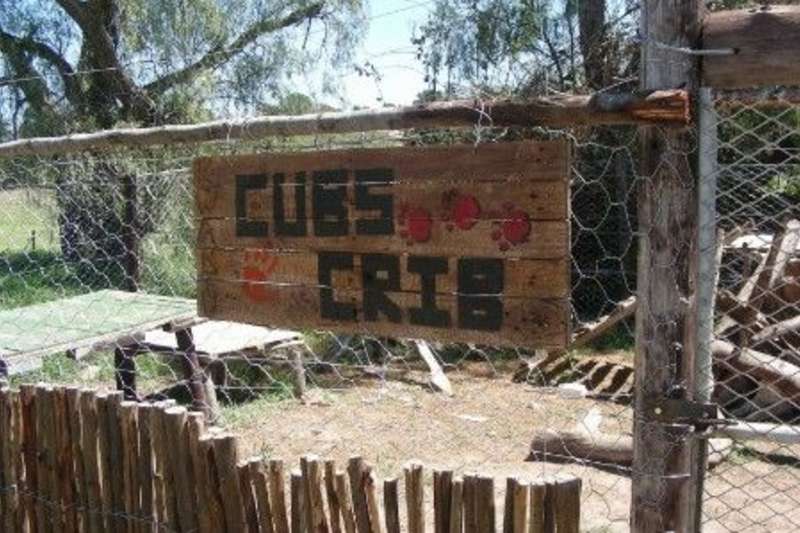 cubs crib