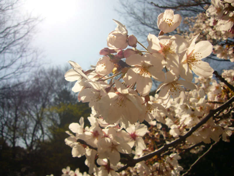 Middlebury School in Japan — photo 9