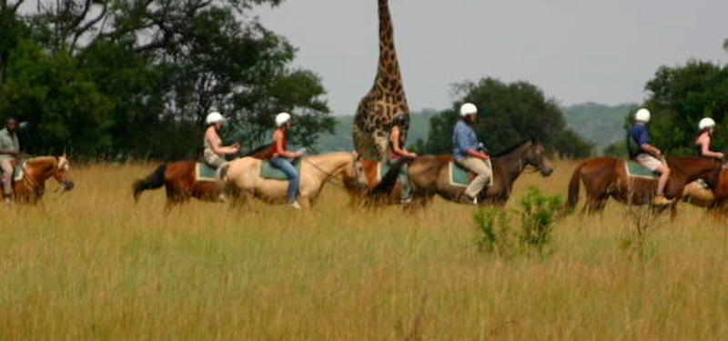 Lion, Elephant and Wildlife Conservation in Zimbabwe — photo 7