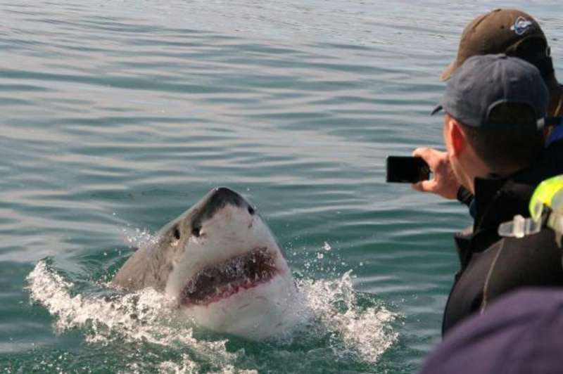 South Africa - Great White Shark Conservation — photo 2