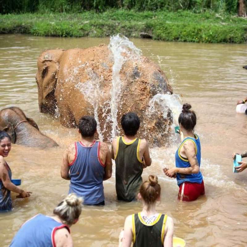 teens washing an elephant at a sanctuary in thailand