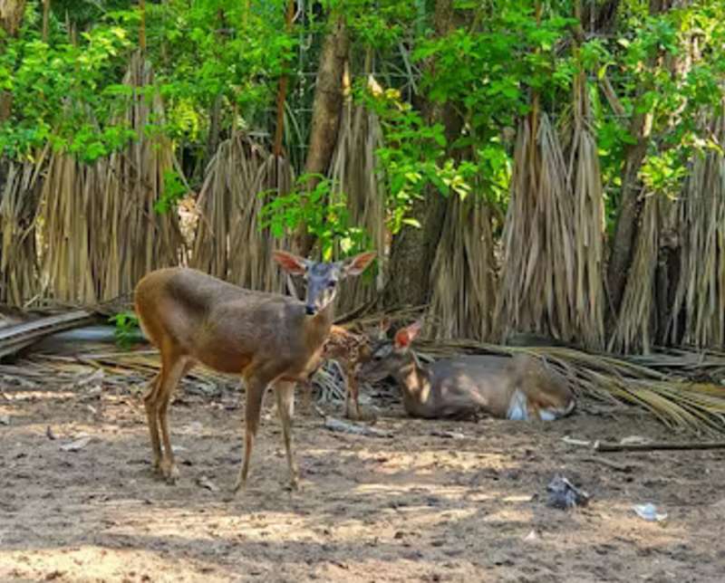 Deer Roaming Nature in Mexico