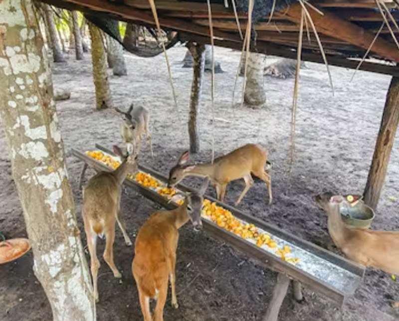 Deers Eating Feed Distributed by Volunteers