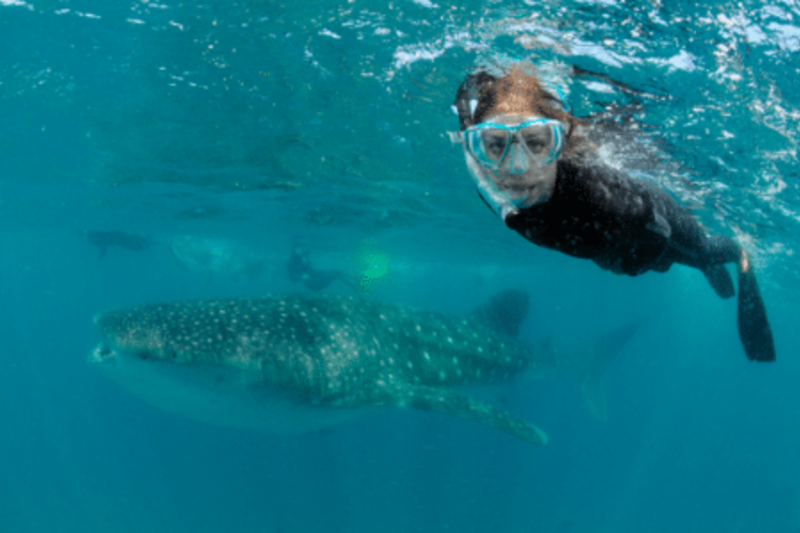 With a whaleshark