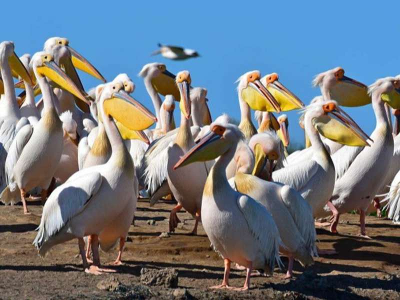 Djoudj-National-Bird