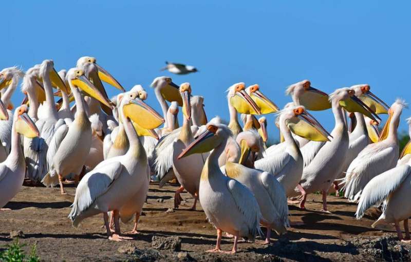 Djoudj-National-Bird