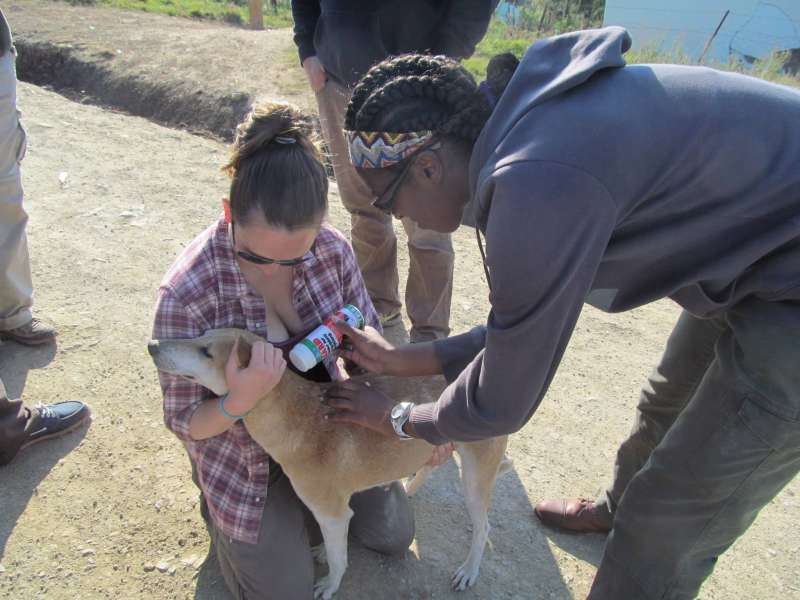 Volunteers treating the dog