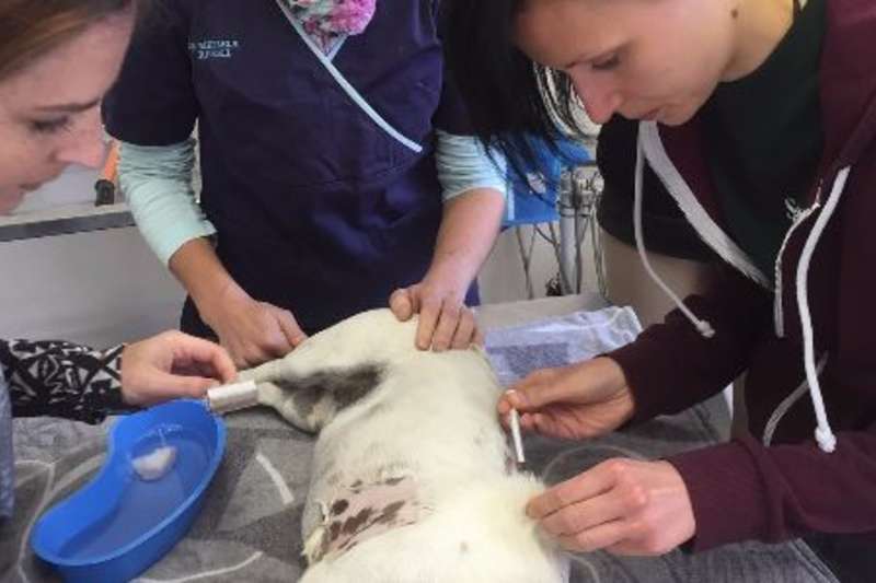 dog on an operating table