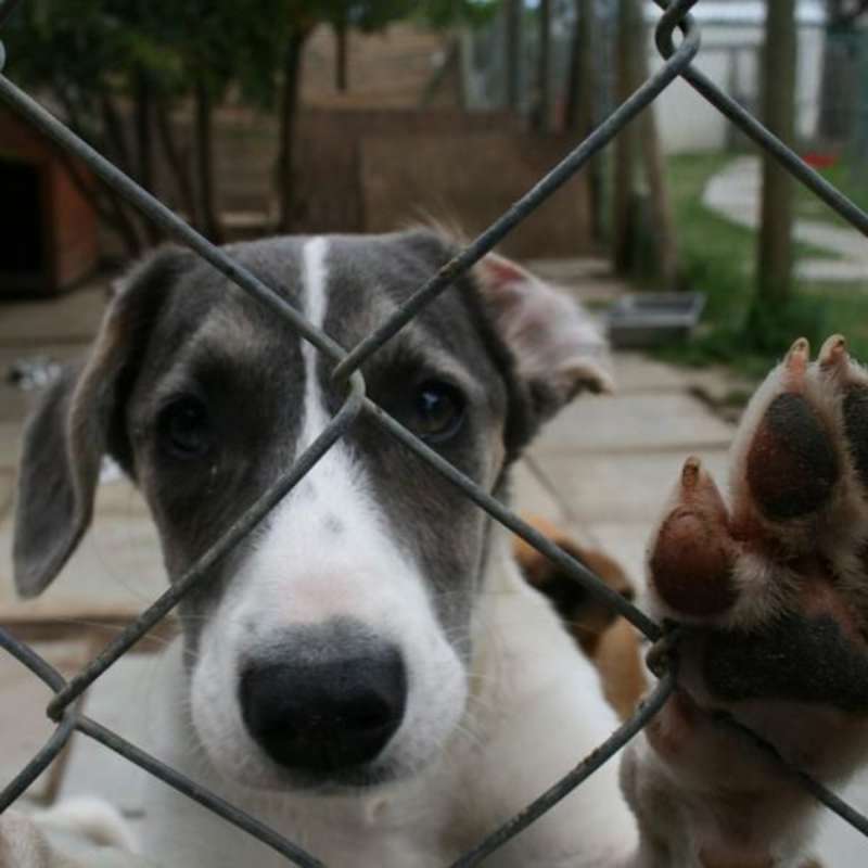 GoEco South Africa - Animal Rescue and Veterinary Shelter