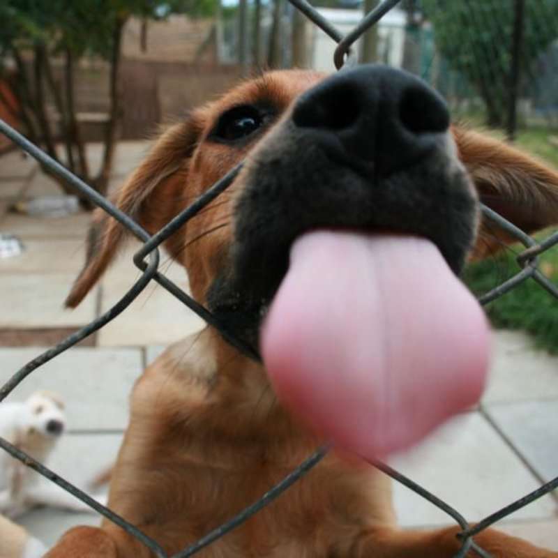 GoEco South Africa - Animal Rescue and Veterinary Shelter