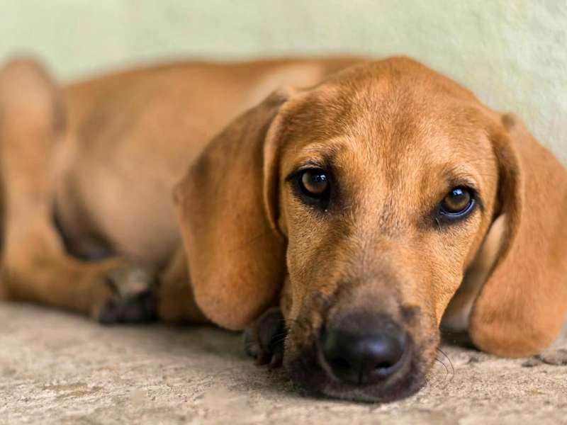 Dog waiting for adoption