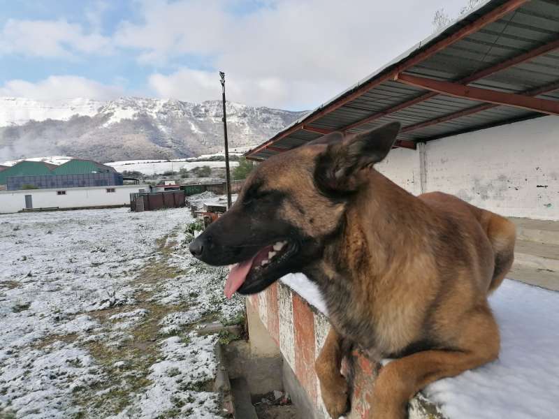 Dog with a mountain at the back