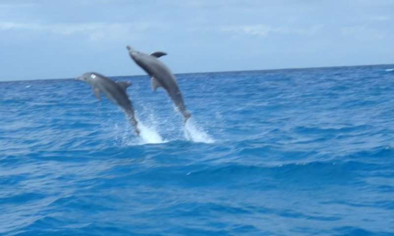 Dolphin and Marine Conservation